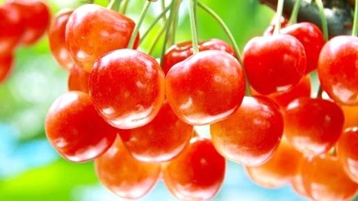 <Web割対象商品>【キングツアーバス旅】佐藤錦を含む旬の3種さくらんぼ狩り食べ放題&世界遺産「富岡製糸場」〔調布発〕1